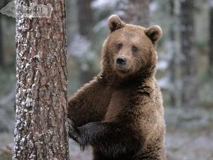 В НПП «Синевир» состоится открытие реабилитационного центра бурого vедмедя