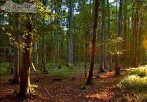 На Закарпатті буде створено лісовий заказник «Привододільний»