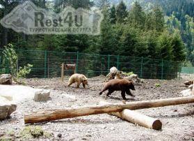 Реабілітаційний центр бурих ведмедів