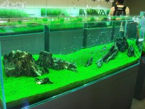 У Києві відкрилась виставка акваріумів