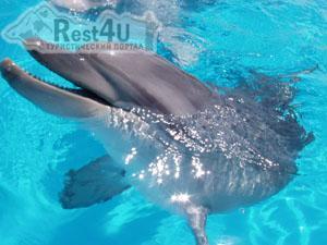 В Крыму откроют самый большой дельфинарий