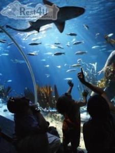 У Києві відкриють найбільший у Східній Європі акваріум з океанічними мешканцями